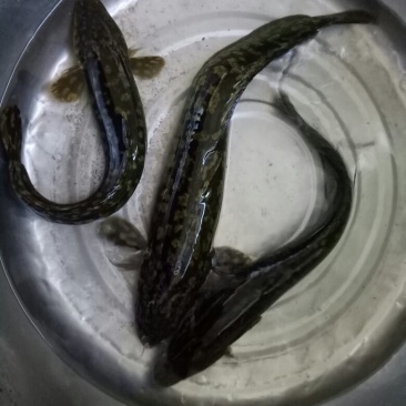 山鲶鱼