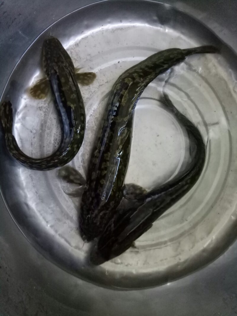 山鲶鱼