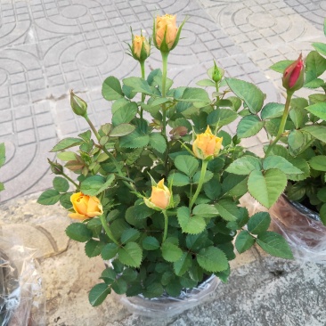 欧洲月季10~20cm