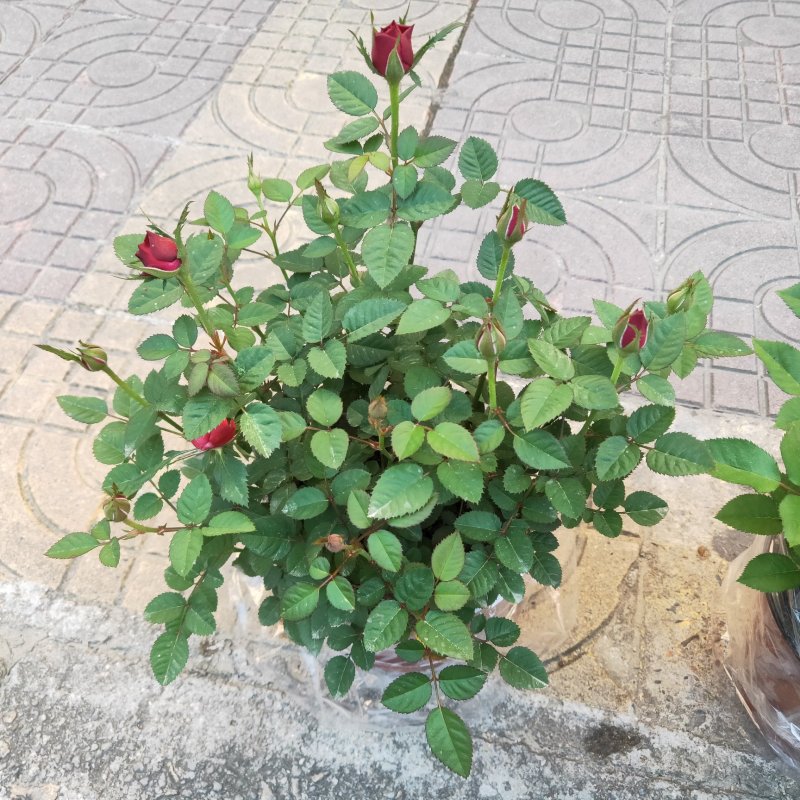 欧洲月季10~20cm