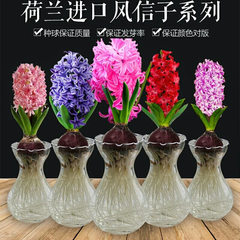 风信子种球颜色多包开花