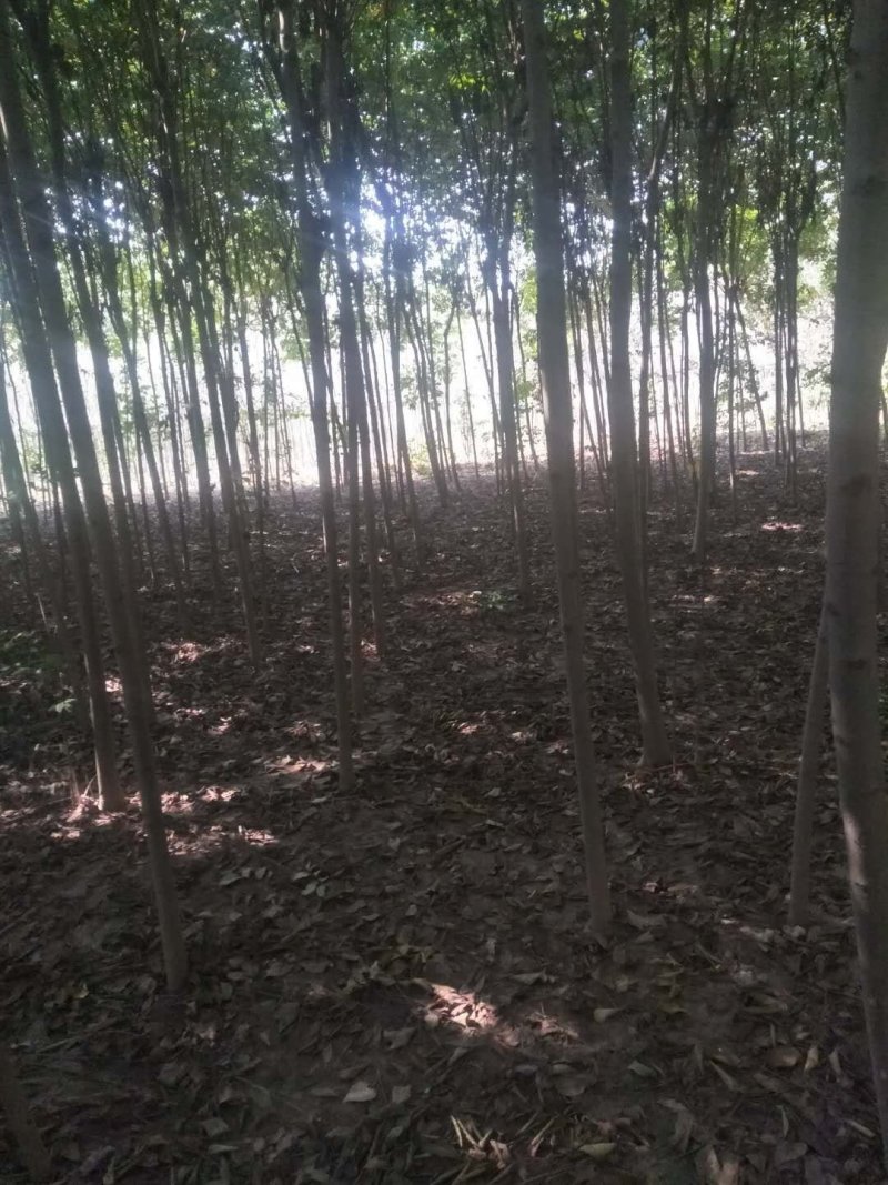 栾树