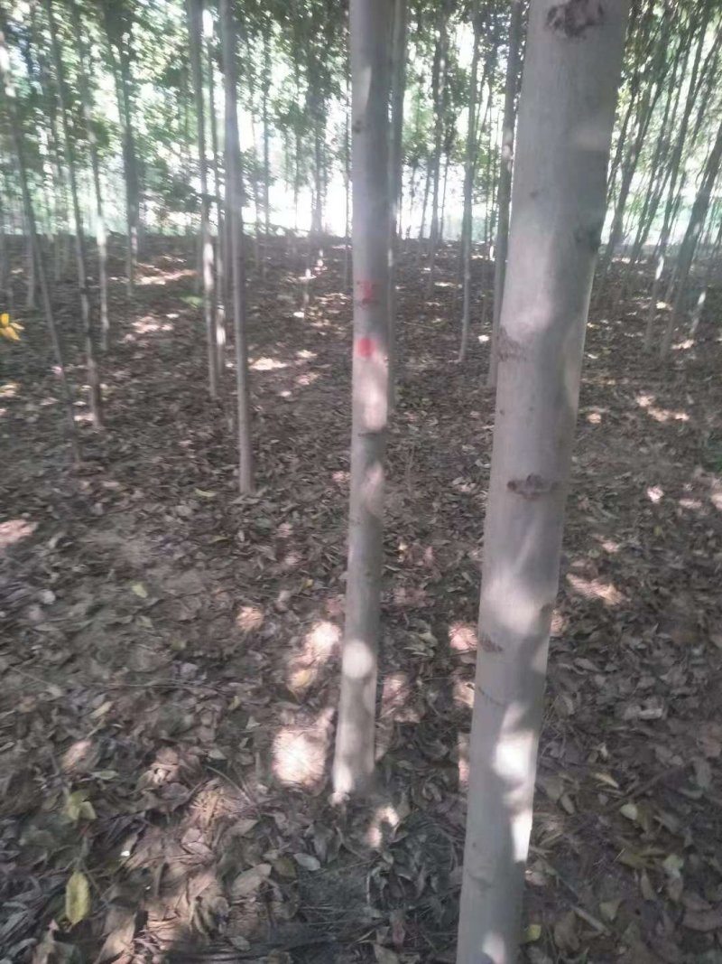 栾树