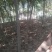 栾树