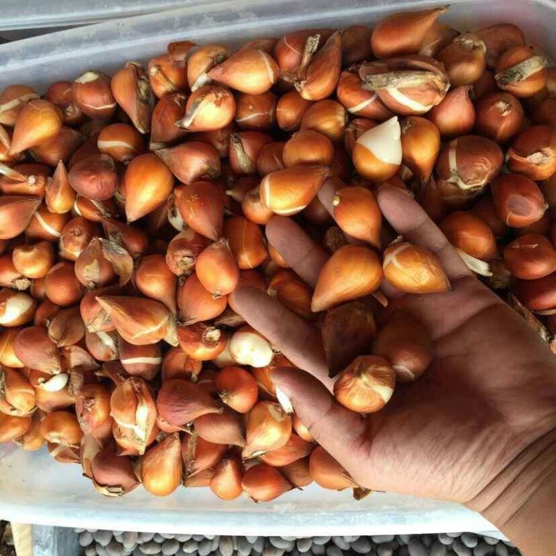 进口郁金香花色多包发芽种球大