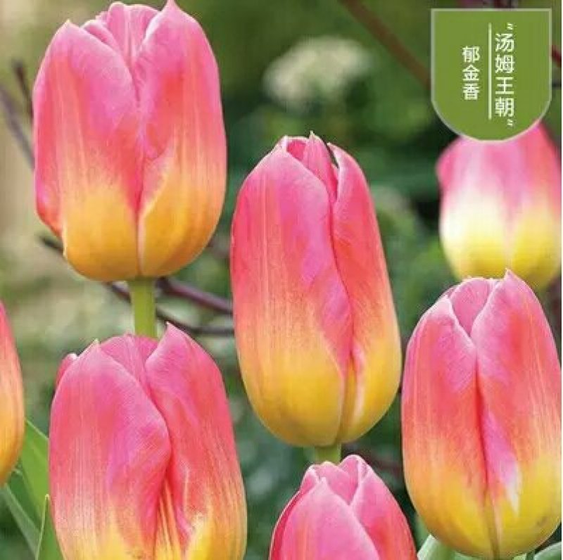 进口郁金香花色多包发芽种球大