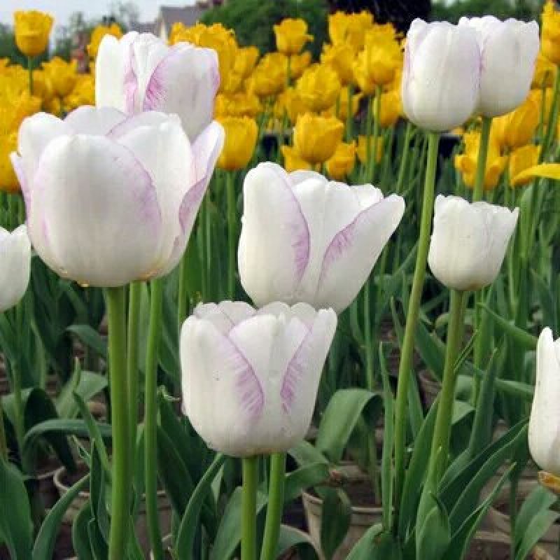 进口郁金香花色多包发芽种球大