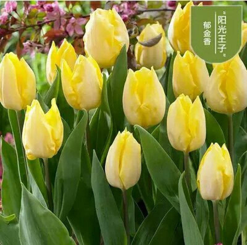 进口郁金香花色多包发芽种球大