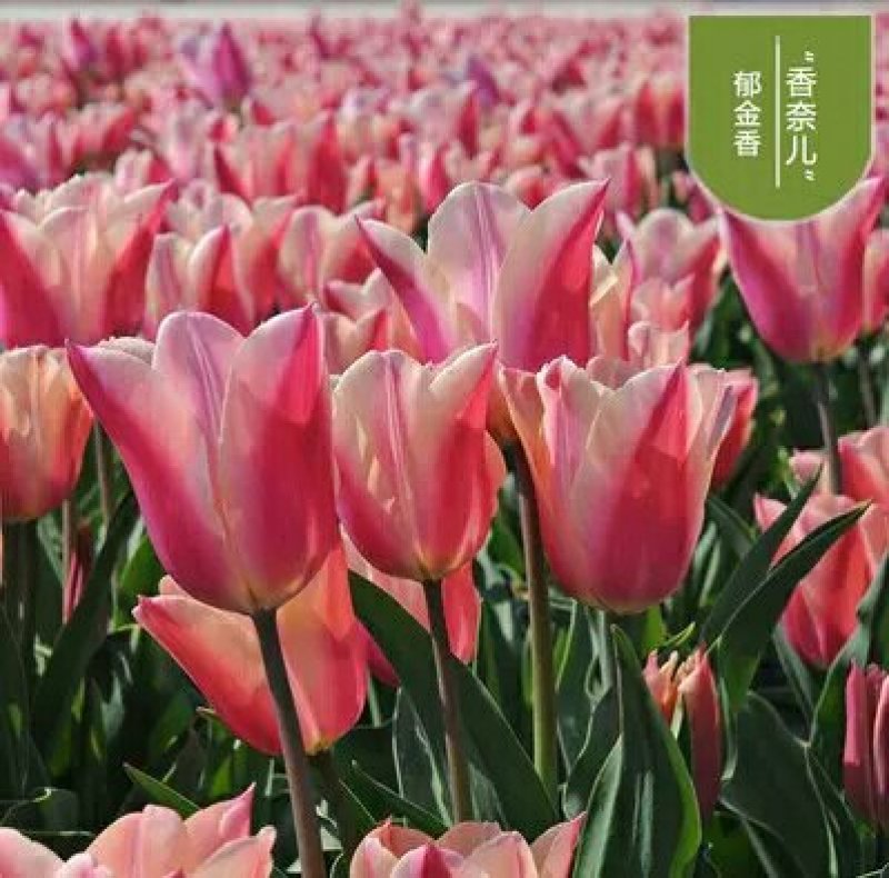 进口郁金香花色多包发芽种球大