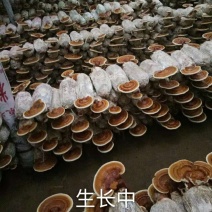冠县灵芝基地灵芝菌棒提供技术全程指导
