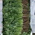 河北省邯郸市丛台区大量供应大叶香菜