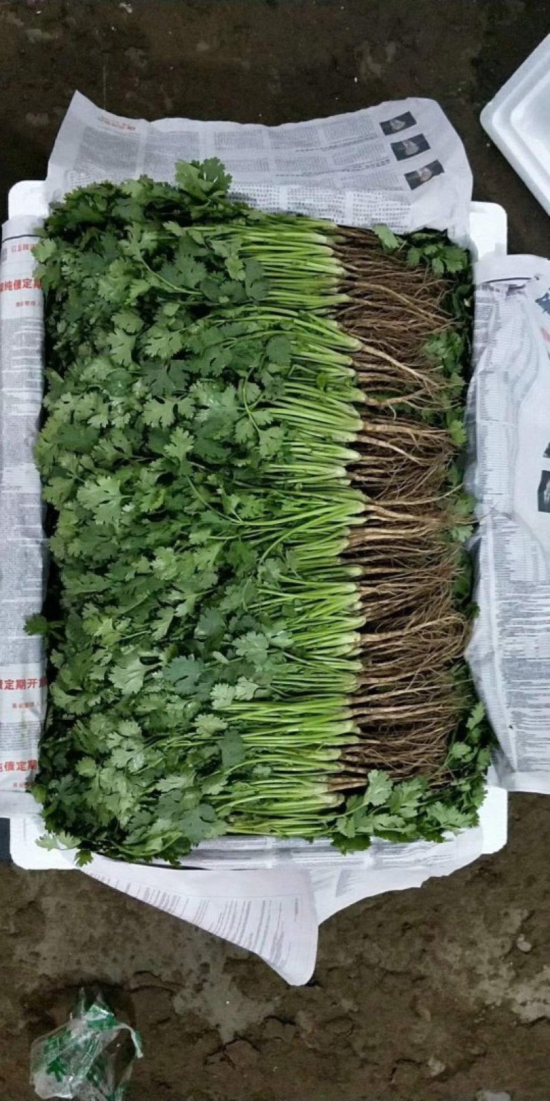 河北省邯郸市丛台区大量供应大叶香菜