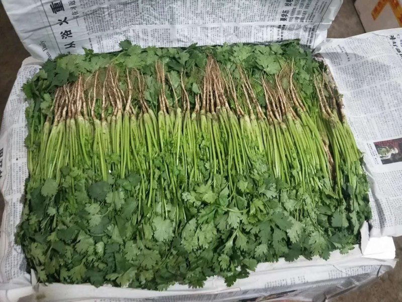 河北省邯郸市丛台区大量供应大叶香菜