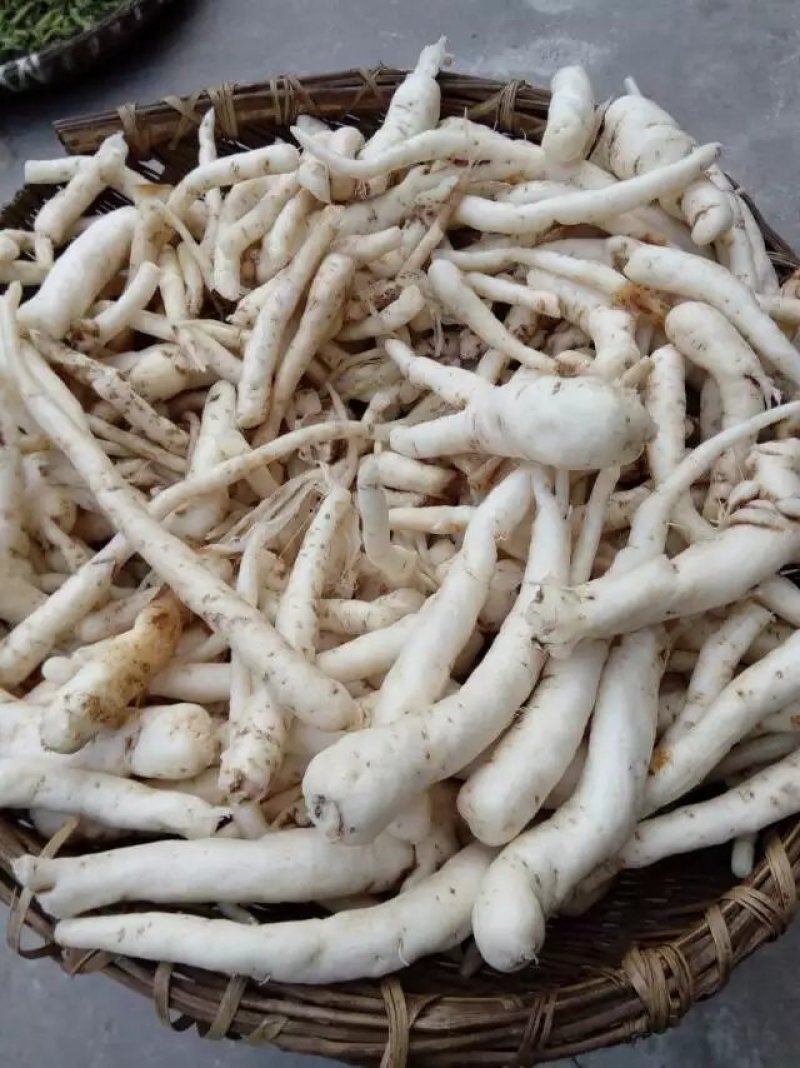 人参，又名:紫高丽参，