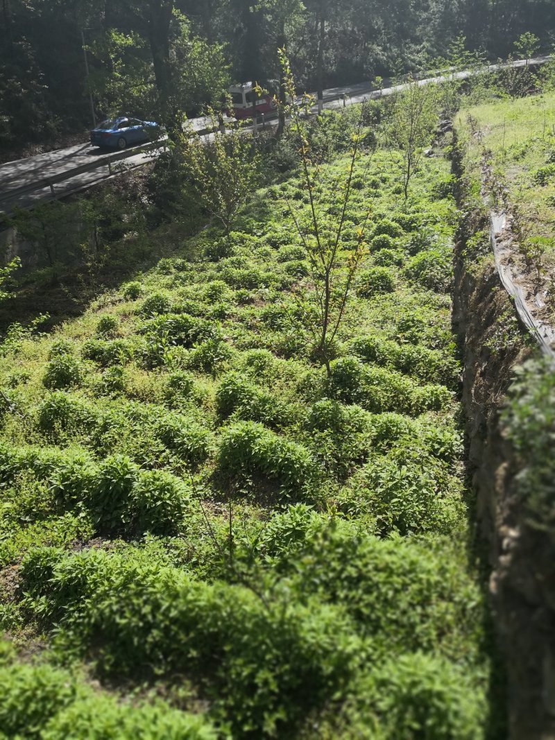 人参，又名:紫高丽参，