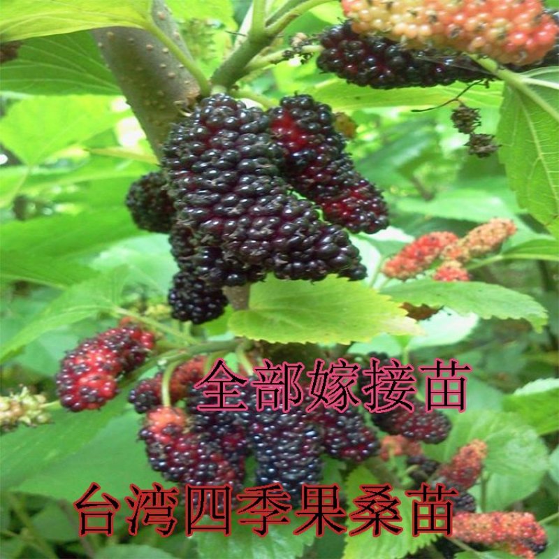 桑葚苗台湾果桑苗