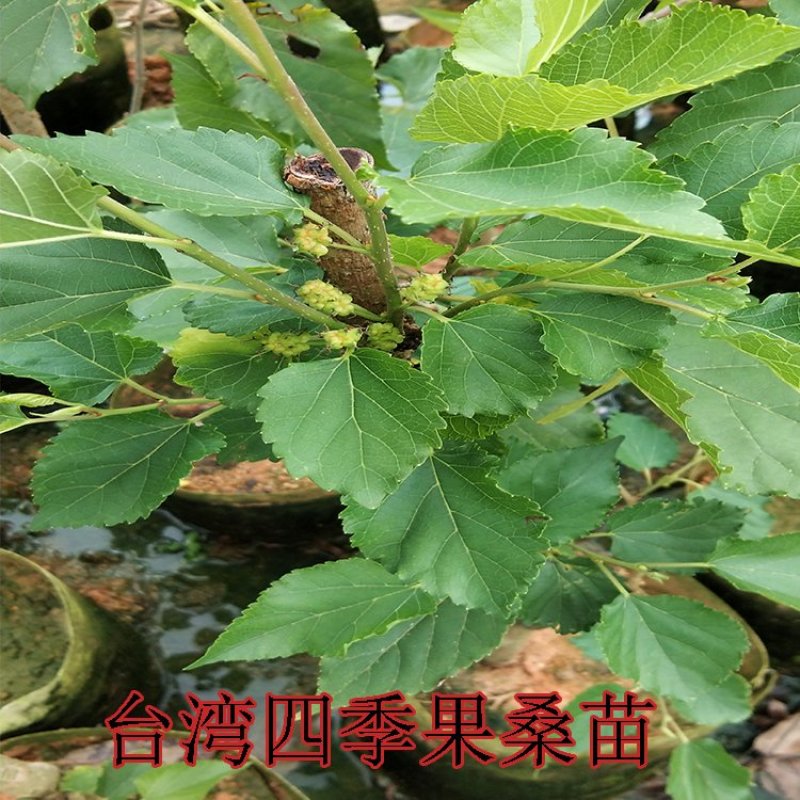 桑葚苗台湾果桑苗