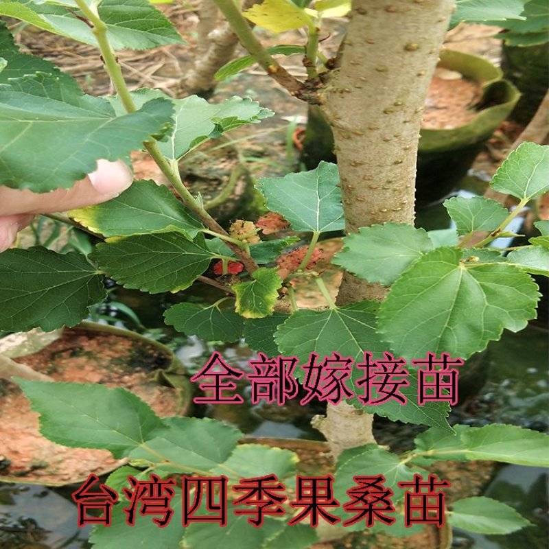 桑葚苗台湾果桑苗
