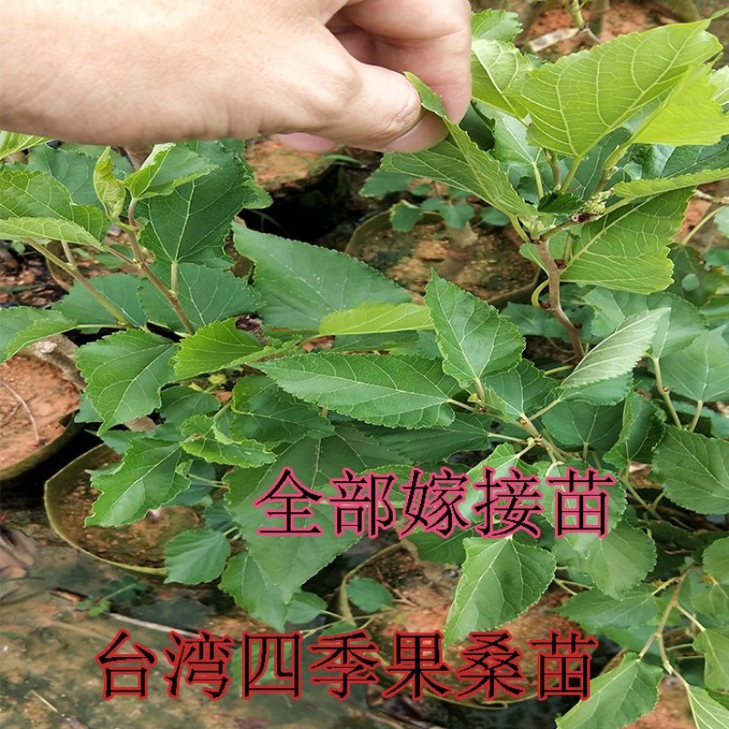 桑葚苗台湾果桑苗
