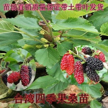 桑葚苗台湾果桑苗
