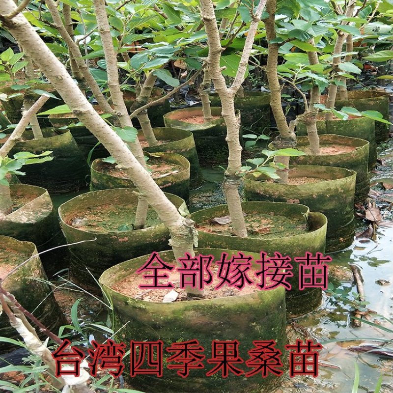 桑葚苗台湾果桑苗
