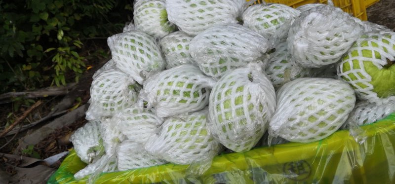 红心珍珠芭乐，产地直接发货，当天摘，当天发货。