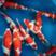 日本锦鲤鱼苗，红白三色的日本锦鲤鱼苗，大量现货出售