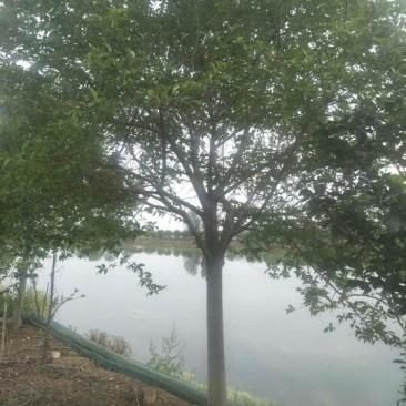 一级树