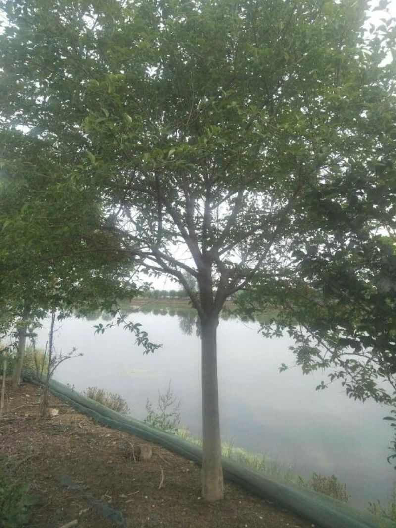 一级树