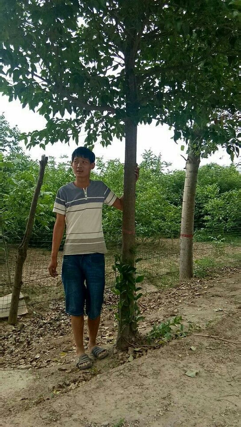 一级树