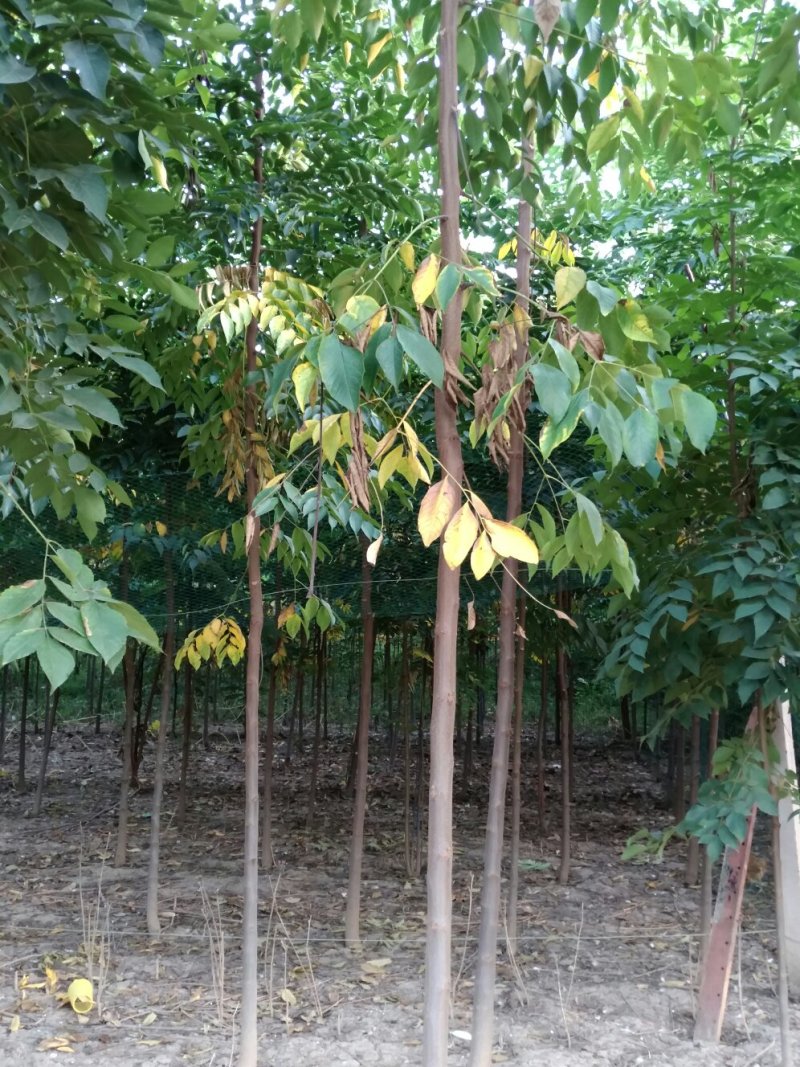 栾树