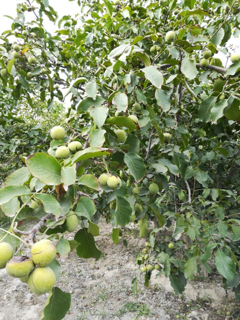 核桃地