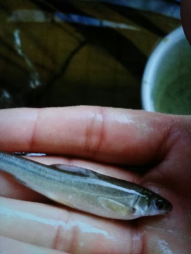 银鳕鱼苗，品种好，快大好养，大量现货出售，规格齐全，活跃