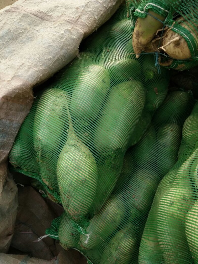 大量供应新鲜萝卜，有要的客户请联系，青皮青心