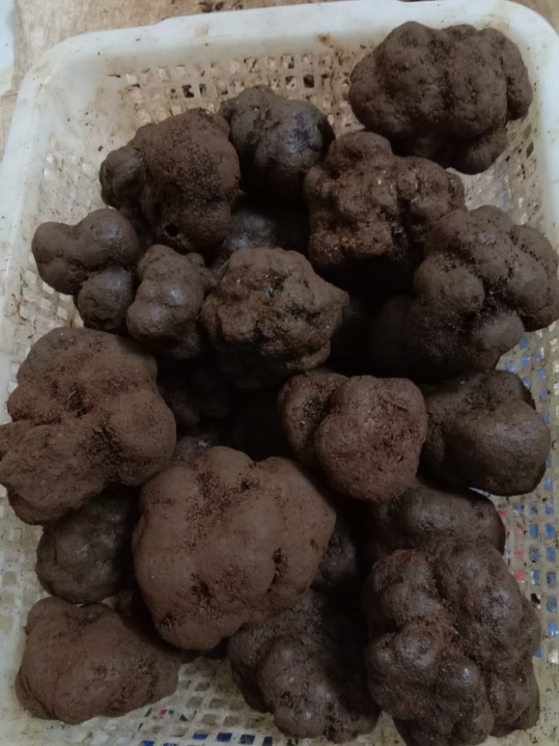 野生特级松露。