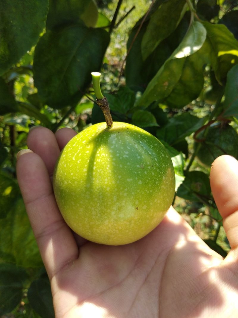 黄金百香果