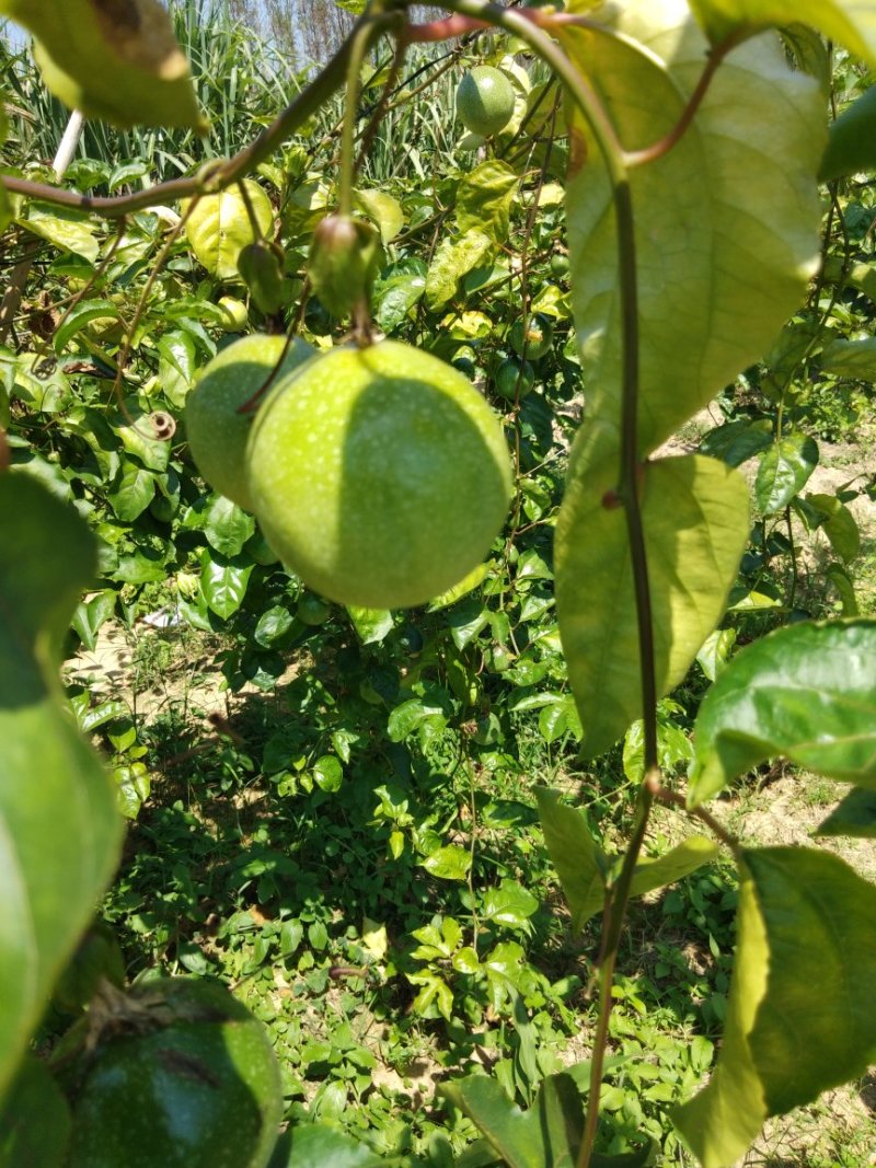 黄金百香果