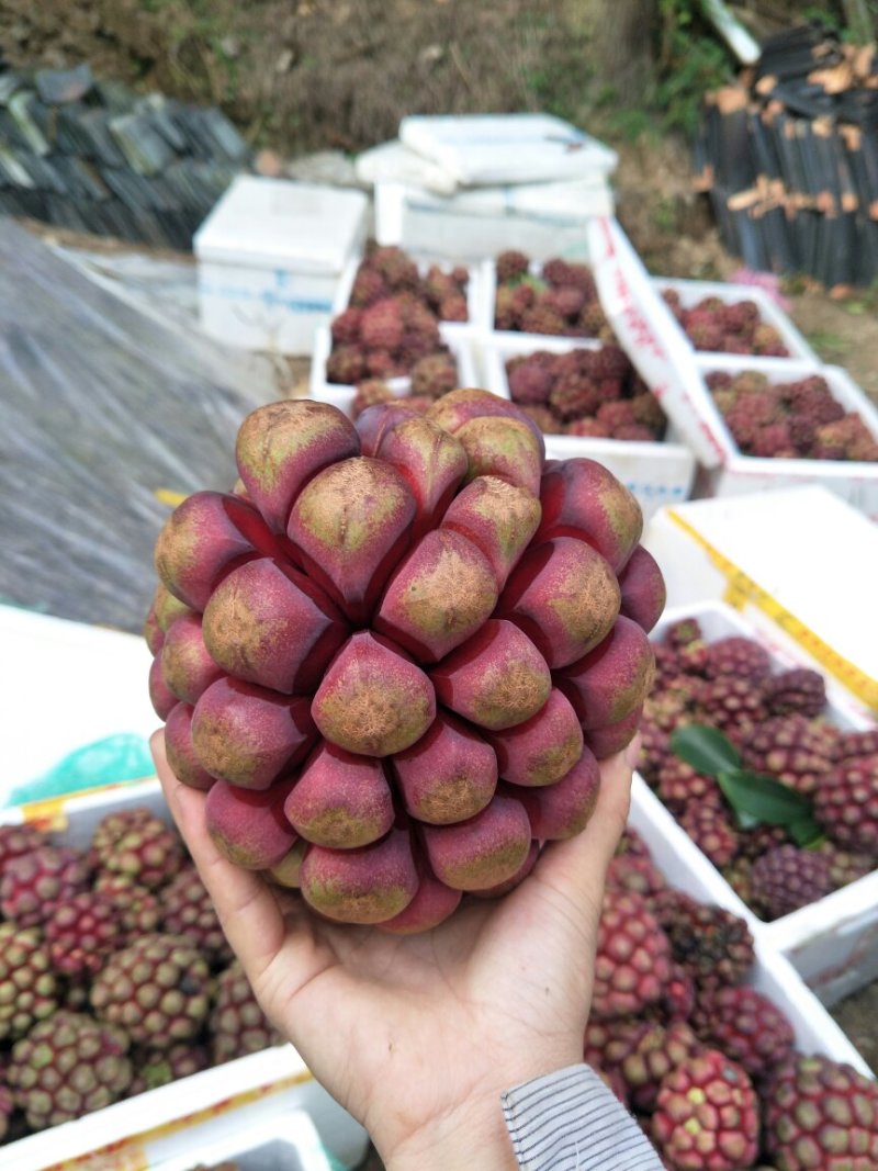 黑老虎果，产地直销，果型好，味道佳