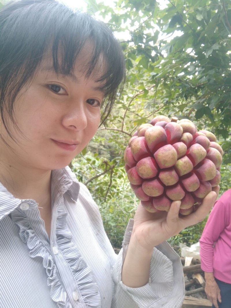 黑老虎果，产地直销，果型好，味道佳