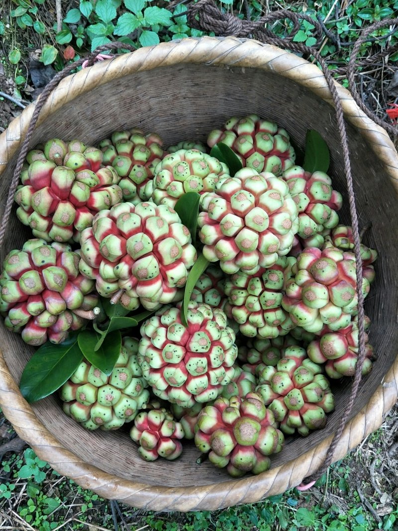 黑老虎果，产地直销，果型好，味道佳