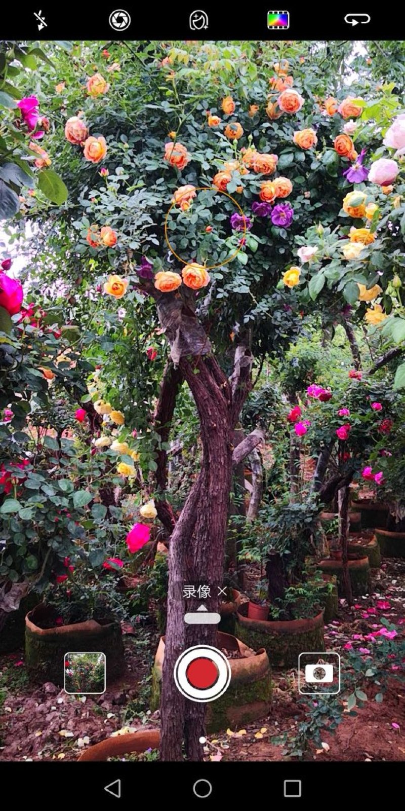 树状月季