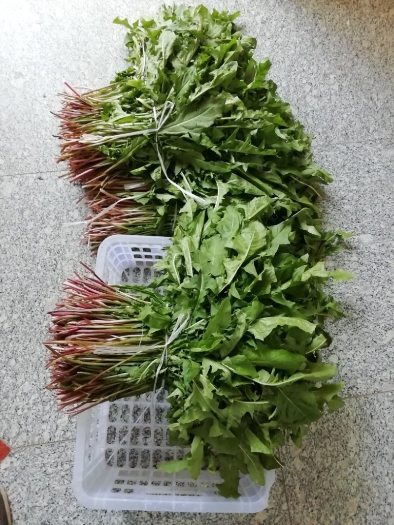 新鲜蒲公英