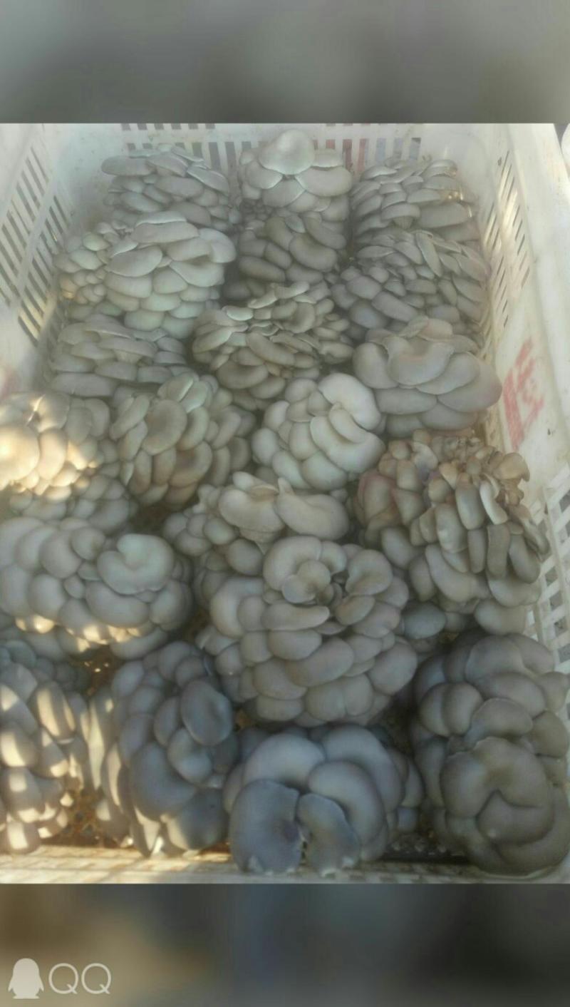 蘑菇一级4cm