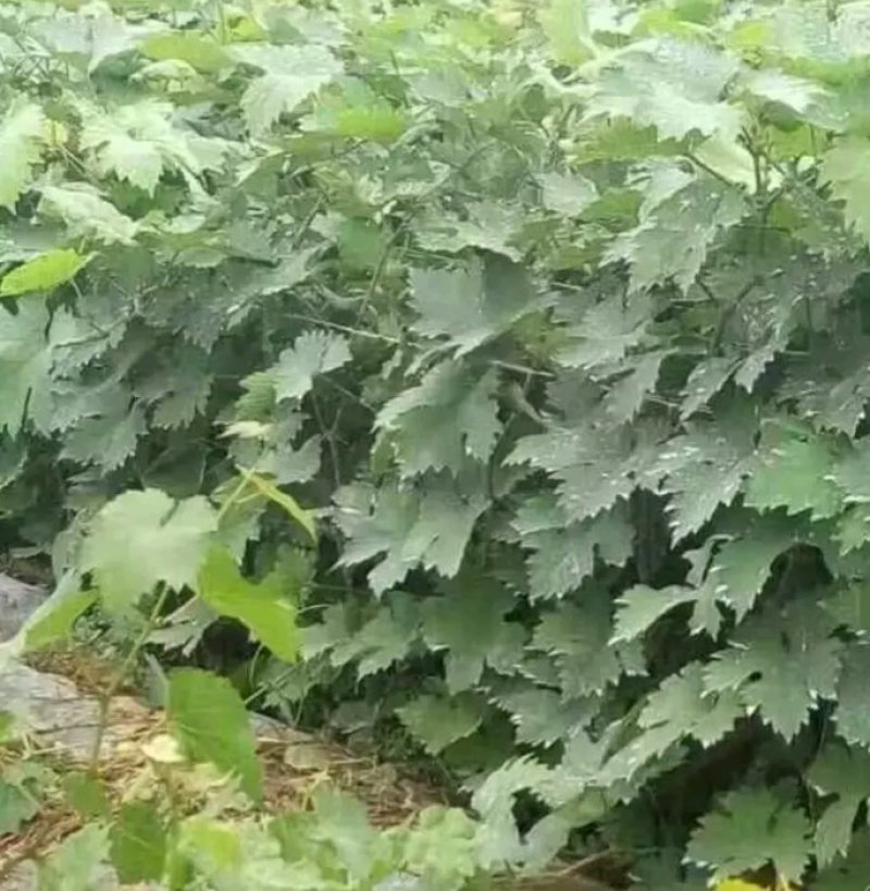 蓝宝石葡萄苗一年苗20-40cm质量好