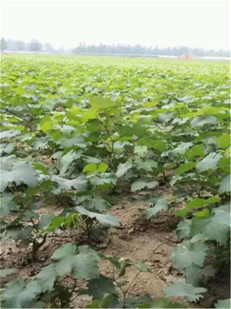 蓝宝石葡萄苗一年苗20-40cm质量好