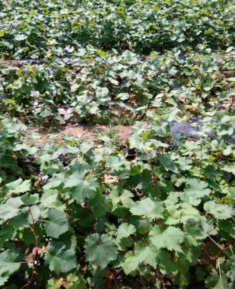 蓝宝石葡萄苗一年苗20-40cm质量好