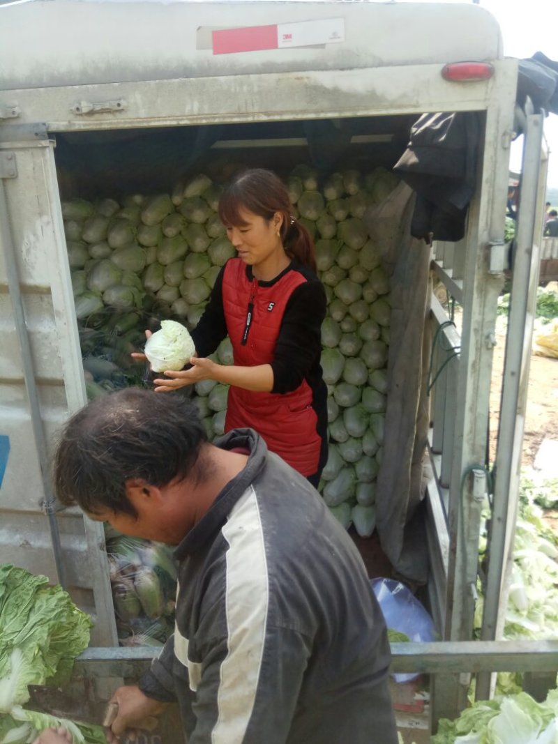 白菜夏先峰，大量供应，质量保正，诚实守信，无虫眼，祯察