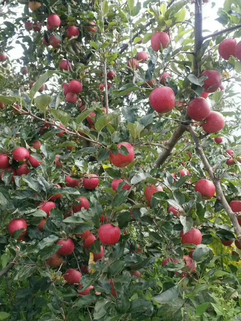 大凉山红富士糖心苹果非昭通苹果产地直发支持一件代发