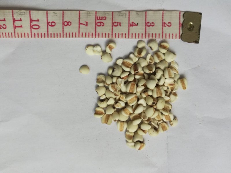 薏米01统大粒薏米批发零售
