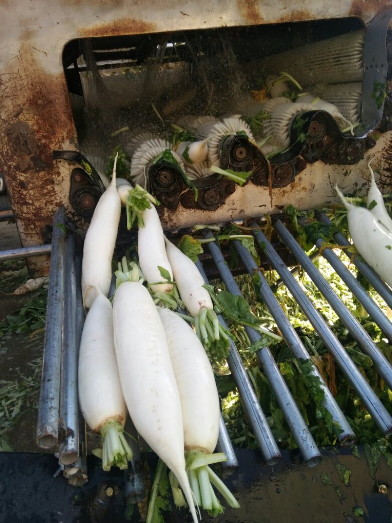 河北保定白萝卜大量供应白萝卜白萝卜白萝卜